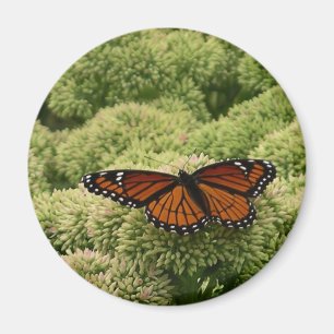 Imán Mariposa Viceroy Hermosa Fotografía de la Naturale