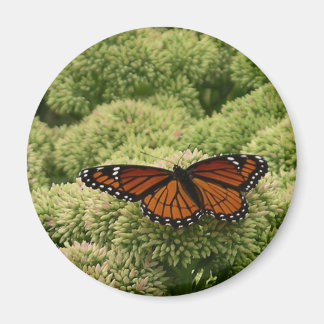 Imán Mariposa Viceroy Hermosa Fotografía de la Naturale
