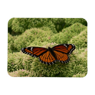 Imán Mariposa Viceroy Hermosa Fotografía de la Naturale