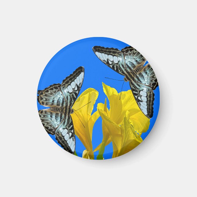 Imán Mariposas de barquillos azules malayas en Canna Ki (Frente)