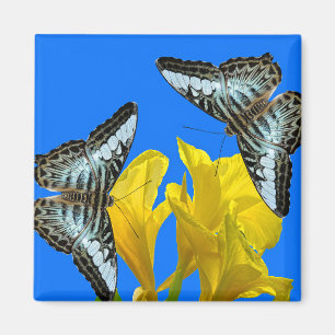 Imán Mariposas de barquillos azules malayas en Canna Ki
