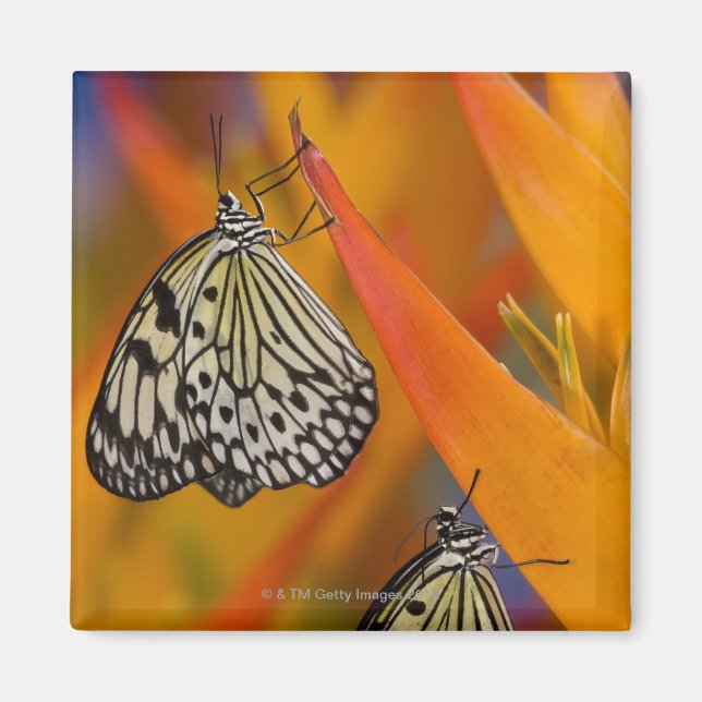 Imán Mariposas de cometa de papel (Idea leuconoe) en fl (Frente)