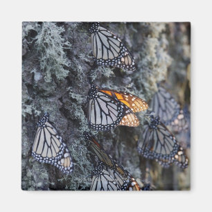 Imán Mariposas de monarca en el árbol de pino, Sierra