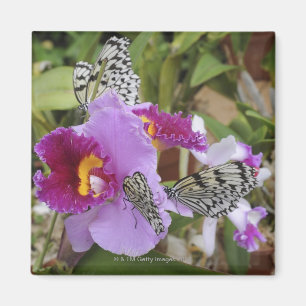 Imán Mariposas de papel de la cometa (leuconoe de la