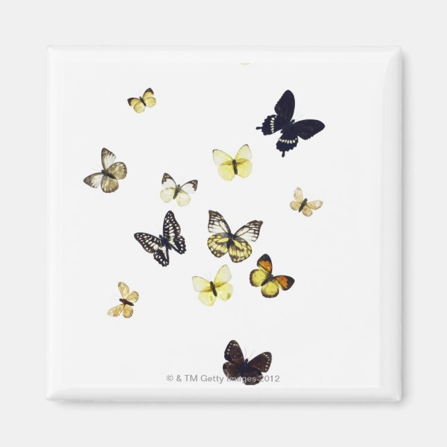 Imán Mariposas disparadas de blanco (Frente)