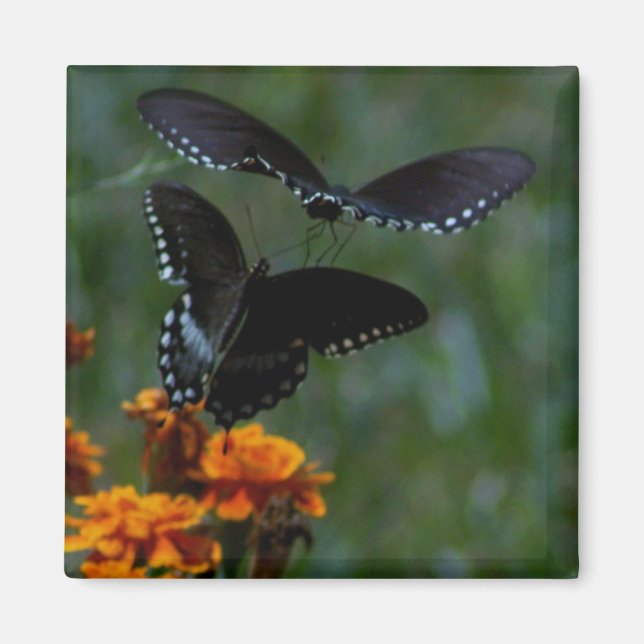 Imán Mariposas Magnet (Frente)