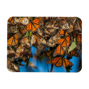 Imán Mariposas monarca migratorias se aferran a las hoj