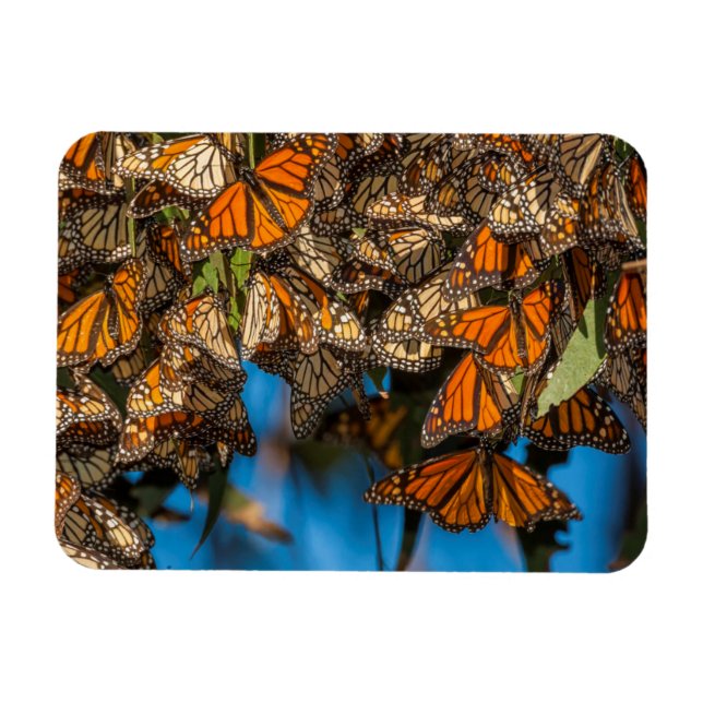 Imán Mariposas monarca migratorias se aferran a las hoj (Horizontal)
