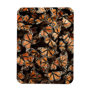 Imán Mariposas monarcas