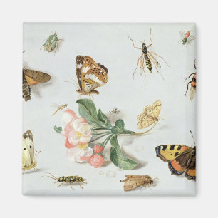 Imán Mariposas, polillas y otros insectos