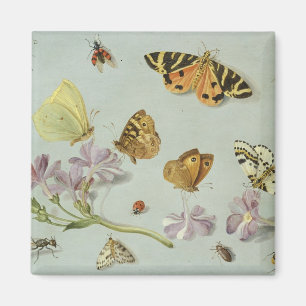 Imán Mariposas, polillas y otros insectos