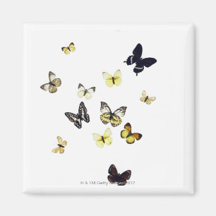 Imán Mariposas tiradas en blanco