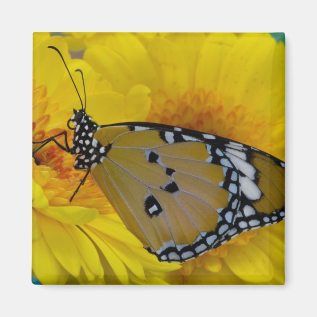 Imán Mariposas tropicales (Frente)