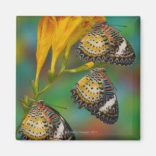 Imán Mariposas tropicales del Lacewing del leopardo