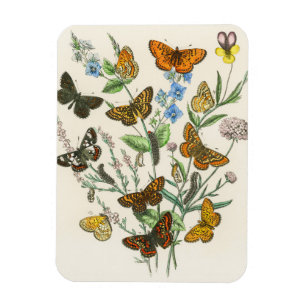 Imán Mariposas y flores Ilustracion vintage 1