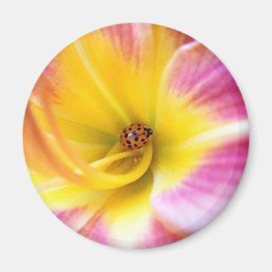 Imán Mariquita en Lilly