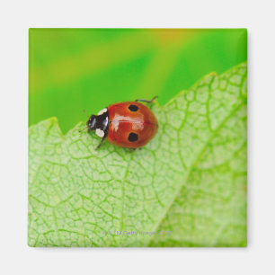 Imán Mariquita que camina a través de una hoja