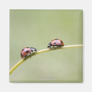 Imán Mariquitas en el tronco, Biei, Hokkaido, Japón