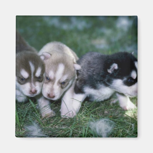 Imán Mariquitas siberianas, 3 semanas (Frente)