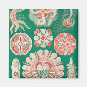 Imán Marisco, Discomedusae de Ernst Haeckel