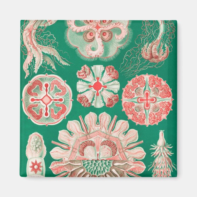 Imán Marisco, Discomedusae de Ernst Haeckel (Frente)