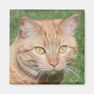 Imán Marmalady al sol