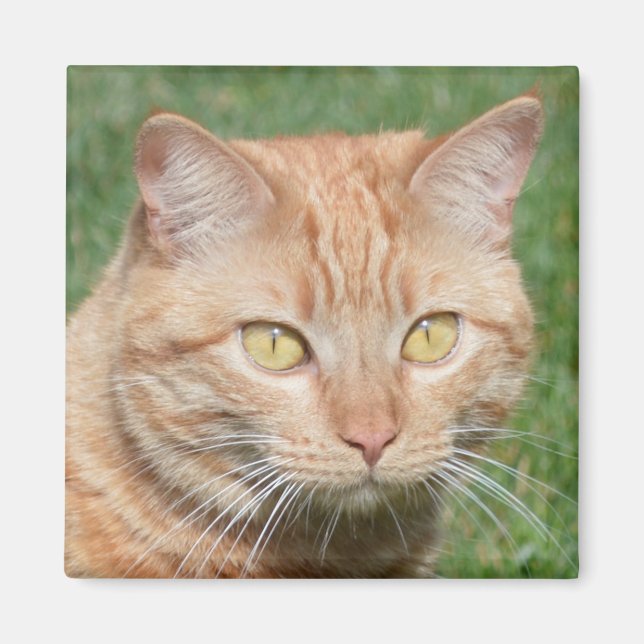 Imán Marmalady al sol (Frente)