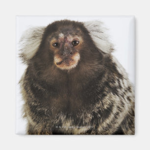 Imán Marmoset espigado blanco en la rama, cierre para