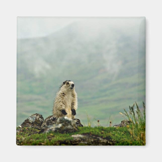 Imán Marmot (Frente)