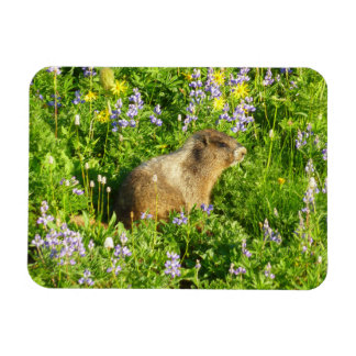 Imán Marmot en Mont Rainier Wildflowers