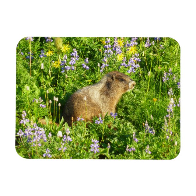 Imán Marmot en Mont Rainier Wildflowers (Horizontal)