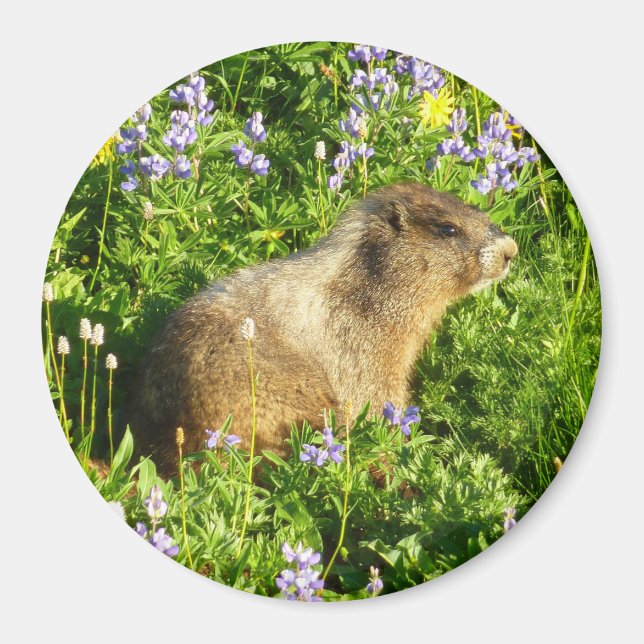 Imán Marmot en Mont Rainier Wildflowers (Frente)