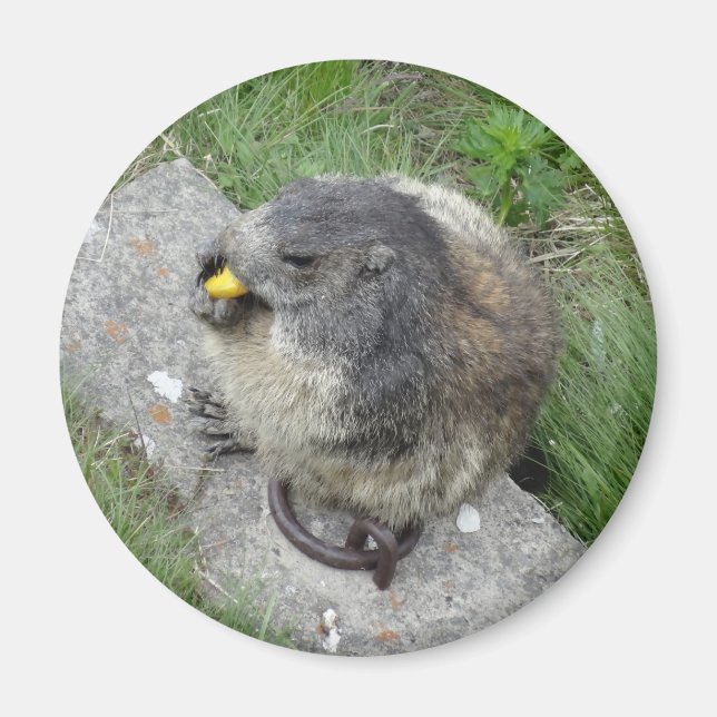 Imán Marmot imnet (Frente)