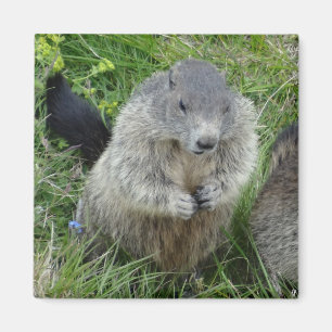 Imán Marmot imnet