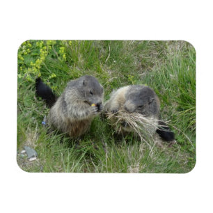 Imán Marmot imnet