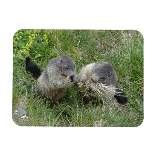Imán Marmot imnet (Horizontal)