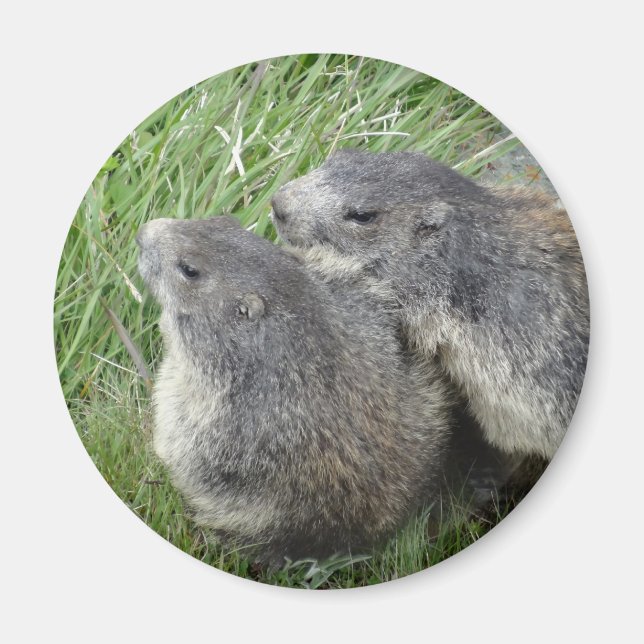 Imán Marmot imnet (Frente)