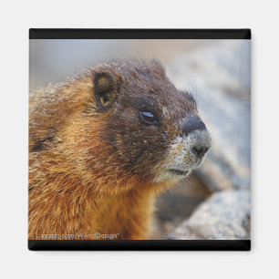 Imán Marmota