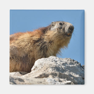 Imán Marmota alpina en roca