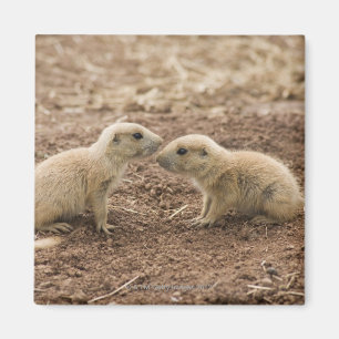 Imán Marmota atada negro de Prarie
