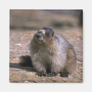 Imán Marmota canosa
