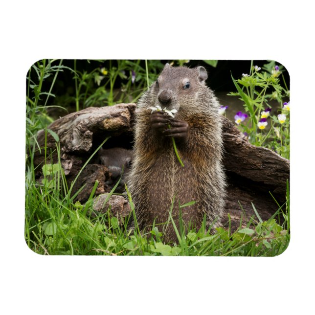 Imán Marmota comiendo una flor (Horizontal)