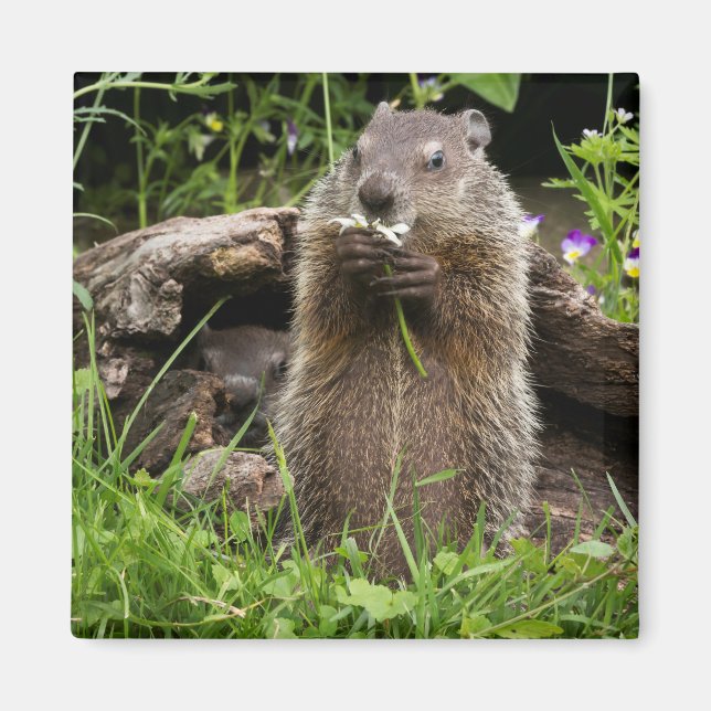 Imán Marmota comiendo una flor (Frente)