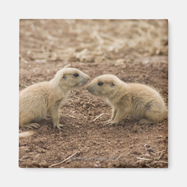 Imán Marmota de la pradera de la cola negra (Frente)