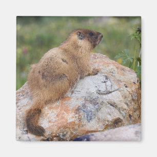 Imán Marmota de vientre amarillo, Marmota flaviventris,