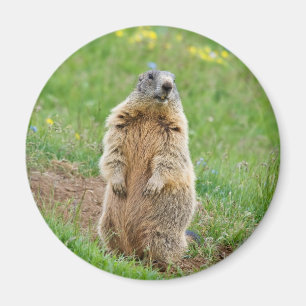 Imán Marmota del centinela