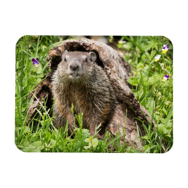 Imán Marmota en un tronco hueco (Horizontal)