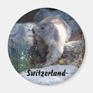 Imán Marmota linda Suiza