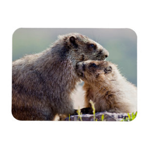 Imán Marmota Madre con Bebé