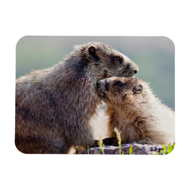 Imán Marmota Madre con Bebé (Horizontal)